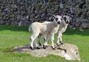 Two little lambs in Crummack Dale practising their rock climbing skills and keeping an eye on passing walkers by Philip Robins