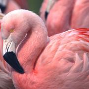 Chilean Flamingo. Harewood House Trust