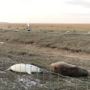 Young Reporter: Friends at Donna Nook - Emily Stevenson