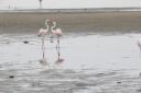 Flamingoes at the Laguna de Fuente de Piedra. Pictured by David O’Connor