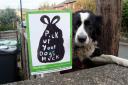 Action needed on Otley dog fouling