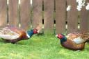 Male pheasants in a stand-off