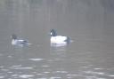 A pair of goldeneye (pictured, drake on the right), ducks