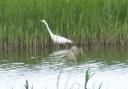 Nature Notes - a great white egret