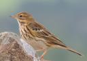 A Meadow Pipit