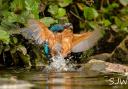 Kingfishers by Steve Westerman