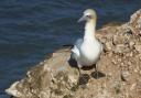 A gannet