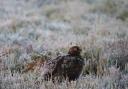 A Red Grouse on a cold and frosty morning on Ilkley Moor by Fiona Currie