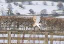 A Barn Owl hovering over a snowy field by Fiona Currie