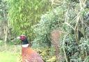 A recent unexpected visitor to our garden in Addingham, by Mary Smith