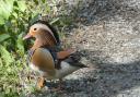 A very colourful photo of a Mandarin Duck on one of the footpaths near Bolton Priory by Philip Robins