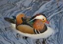 A beautiful Mandarin duck paddling on the River Wharfe, by Philip Robins