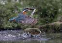 Kingfisher's Flight  by Richard Sells