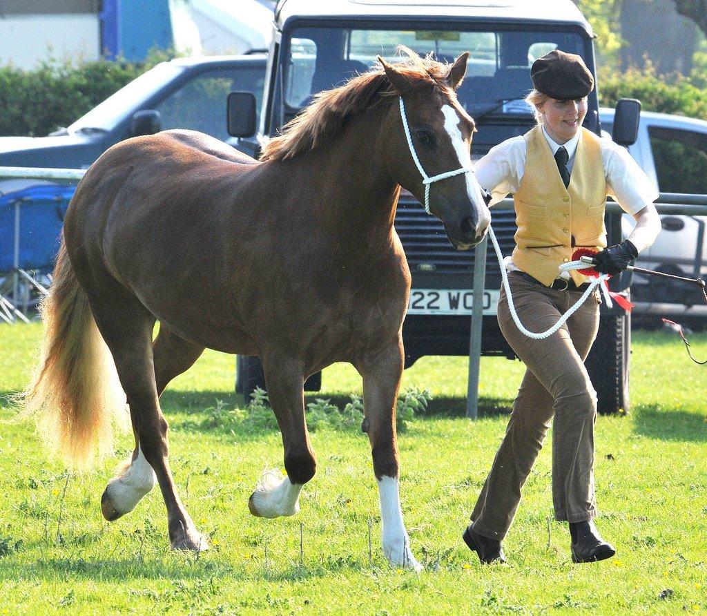 Welsh section D Winner Renvarg Patience, shown by Vicki Shaw, from Cononley.