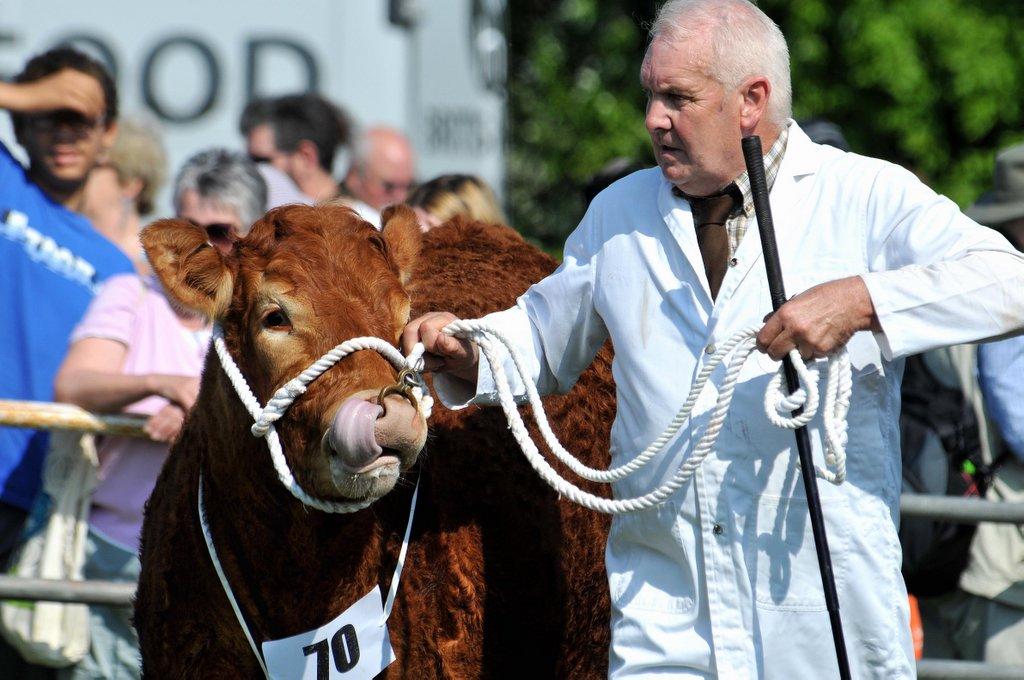 Cattle showing at Otley Show.