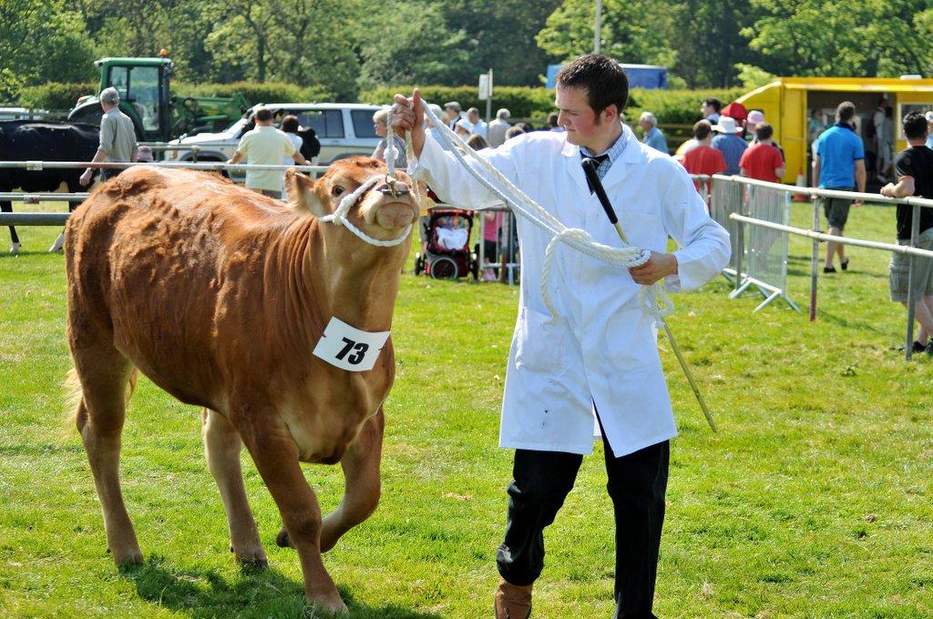Richard Priestley, from Denholme, wins  
one of the cattle classes at Otley Show.