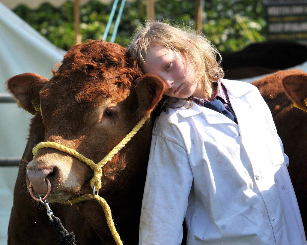 Mya Priestley, 11, with Egghead in one of the cattle classes.