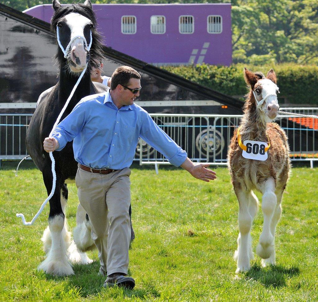 Anthony Gribbin, from Leventhorpe, Bradford, with a mare and foal in one of the Shire classes.