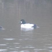 A pair of goldeneye (pictured, drake on the right), ducks