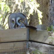 the Great Grey Owl