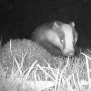 The encounter between the badger and the hedgehog