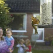 Robin Erithacus rubecula, on seed feeder with family watching
