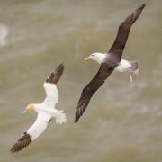 Albatross and Gannet