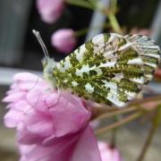 A female Orange-tip butterfly on a cherry blossom