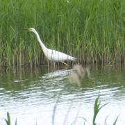 Nature Notes - a great white egret