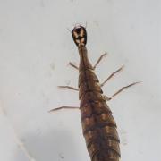Lesser Diving Beetle Larva