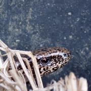 A slow worm