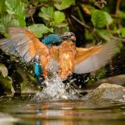 Kingfishers by Steve Westerman
