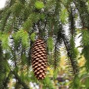 Norway Spruce (Picea abies), our traditional Christmas tree