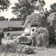 Mr Penny haymaking at Mount Farm, Rawdon, in 1954.