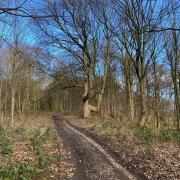 East Wood near Otley