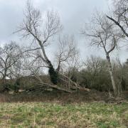 The trees which are the subject of the arboricultural survey, pictured by Persimmon on Tuesday this week