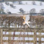 A Barn Owl hovering over a snowy field by Fiona Currie