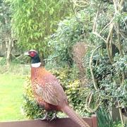 A recent unexpected visitor to our garden in Addingham, by Mary Smith