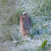 A young Rabbit enjoying the frosty morning by Fiona Currie
