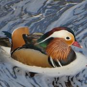 A beautiful Mandarin duck paddling on the River Wharfe, by Philip Robins