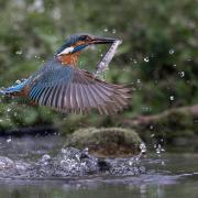 Kingfisher's Flight  by Richard Sells