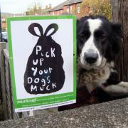 Action needed on Otley dog fouling