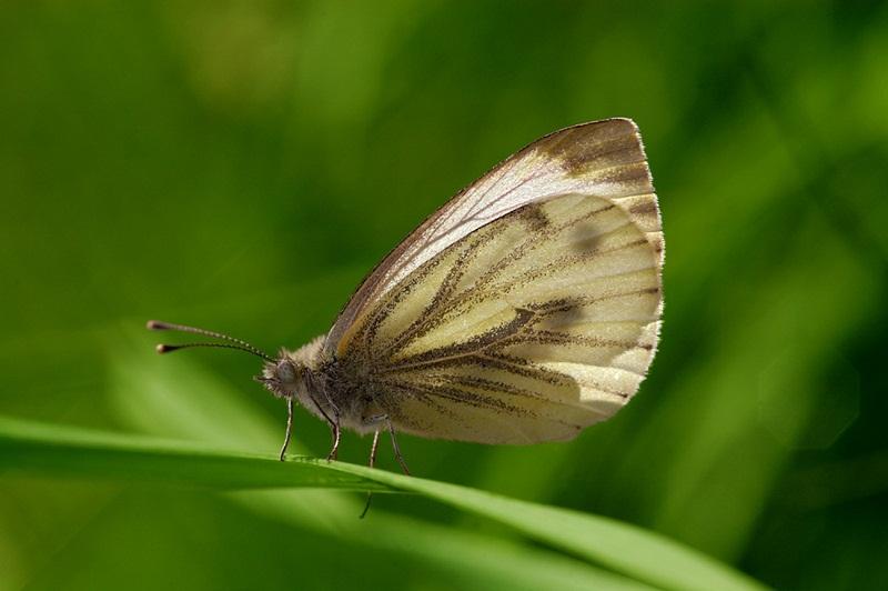 Great veined white by Colin Williams. Vote 0373
