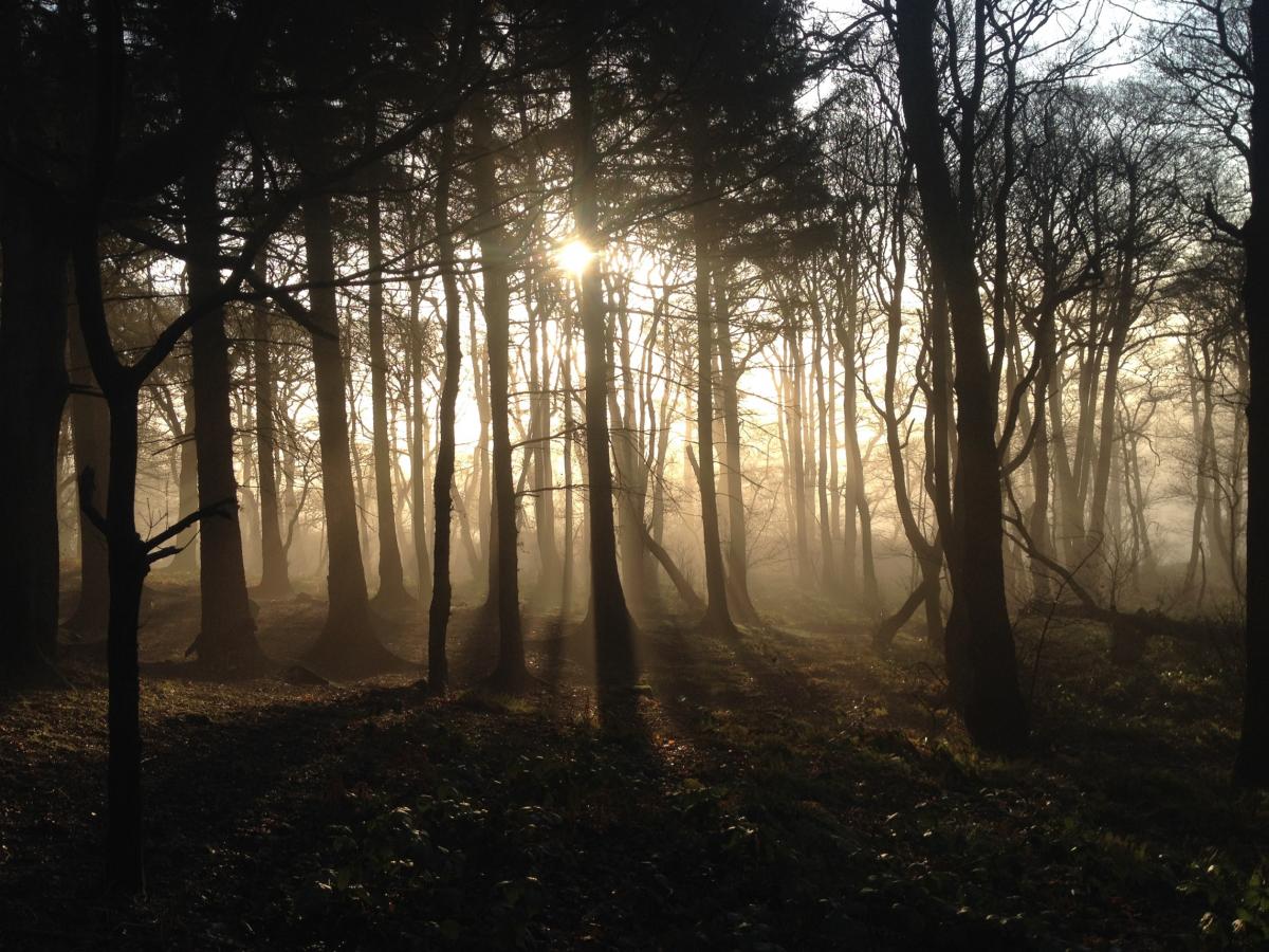 Over 18s – Sunlight through Middleton Woods by Richard Simms (vote number 0327)