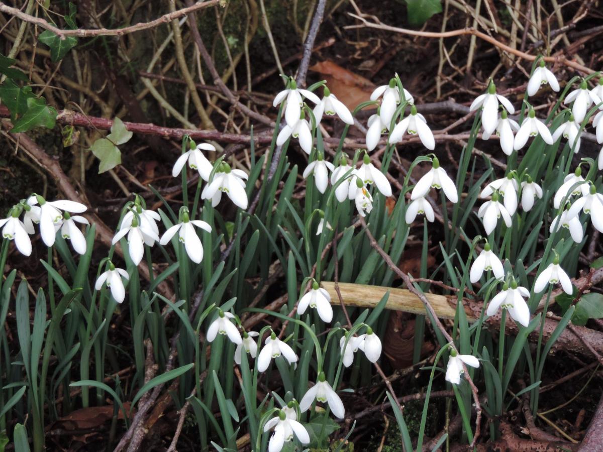 Eighteen and under – Snowdrops on the Farnley Estate, near Leathley, by Jamie Kirk (vote number 0325)