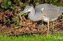 Heron with vole by Steve Westerman