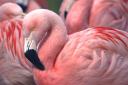 Chilean Flamingo. Harewood House Trust