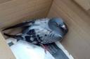 The rescued pigeon