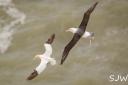 Albatross and Gannet