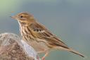A Meadow Pipit